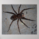 Search for black spider posters Photography