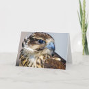 Search for falcon cards Nature