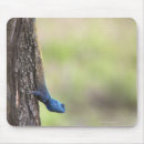 Search for agama Horizontal