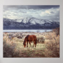Search for wild horse posters Mountain