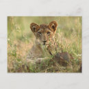 Search for lion cub postcards Safari animals