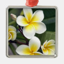 Search for tropical christmas tree decorations Frangipani