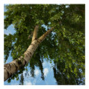 Search for birches posters White