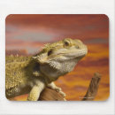 Search for blooded mousepads Wildlife