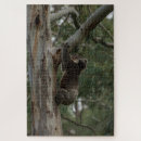 Search for koala puzzles Wildlife