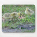 Search for goslings mousepads Nature