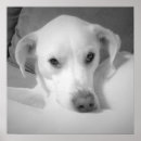 Search for black and white dog posters Adorable