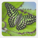 Search for darrell stickers Insect