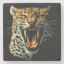 Search for roar coasters Leopard
