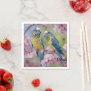 Search for budgerigar Birds