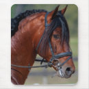 Search for andalusians mousepads Stallion