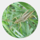Search for grasshopper stickers Wildlife