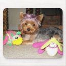 Search for teacup yorkie Dogs