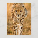 Search for acinonyx jubatus postcards Animal