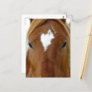 Search for yearling Equine