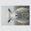 Search for photo tissue paper Decoupage