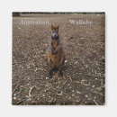 Search for marsupial magnets Kangaroo