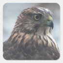 Search for cooperation stickers Hawk