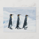 Search for conformation postcards Cute animals