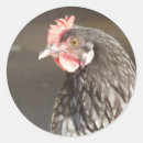Search for hens stickers Bird