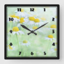 Search for daisy clocks Summer