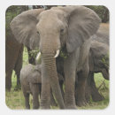 Search for african elephant stickers Loxodonta africana