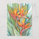Search for tropical postcards Botanical