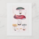 Search for fungi postcards Botanical