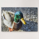 Search for mallard duck puzzles Nature