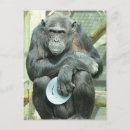 Search for cute chimp postcards Chimps