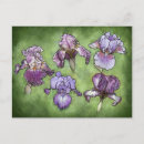 Search for bearded iris postcards Garden
