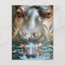 Search for hippo postcards Cool