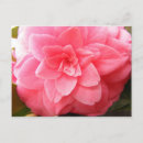 Search for camellia postcards Pink
