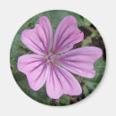 Search for wildflower magnets Beautiful
