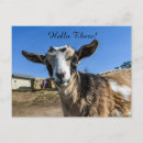 Search for goat postcards Animal