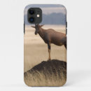 Search for antelope cases Grass