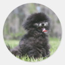 Search for spitz stickers Panting