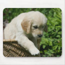 Search for flat coated retriever electronics Puppies