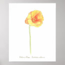 Search for california poppy art Watercolor