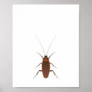 Search for cockroach posters Insect