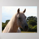 Search for backlit posters Animal