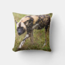 Search for lycaon African wild dog