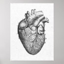 Search for heart diagram posters Illustration