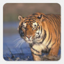Search for bengal tiger stickers Animal