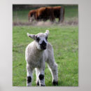 Search for farm animals birthday posters Baby