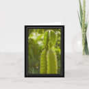 Search for desert flora cards Plants