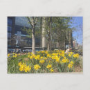 Search for daffodils postcards Springtime