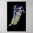 Search for cervical posters Human body part