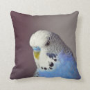 Search for budgie cushions Blue