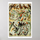 Search for ornithology art Vintage